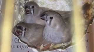 Baby Zebra Finches First 30 Days [upl. by Kory]