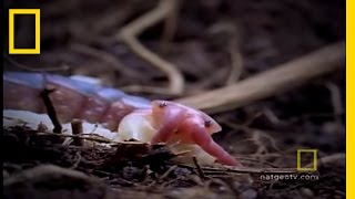 South American Centipede  National Geographic [upl. by Vachel]