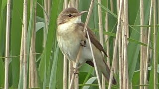 Reed Warbler Call  Bird Singing a Beautiful Song [upl. by Etteragram]