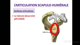 cours danatomie les articulations de lépaule [upl. by Yelra]