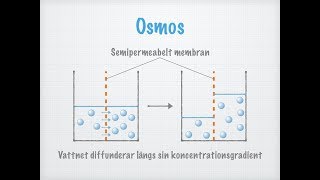 Diffusion och osmos Transport över membran [upl. by Gallager911]