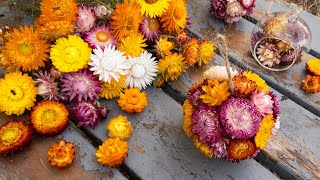 How to Grow Strawflowers amp Make Bauble Decorations  Homegrown Garden [upl. by Ahsikel658]