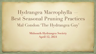 Hydrangea Macrophylla — Best Seasonal Pruning Practices presented by Mal Condon ‘The Hydrangea Guy’ [upl. by Lathrope]