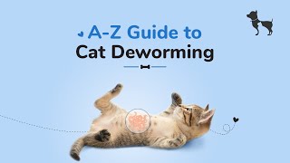 Cat Deworming Everything You Need to Know [upl. by Freddi]