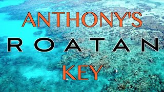 Roatan Honduras  Anthonys Key Resort  Scuba Diving Dolphins amp Sharks [upl. by Lindner]