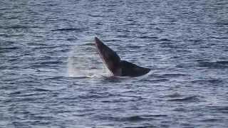 Las Ballenas nos visitan  Leyendas Tehuelches [upl. by Yulma]