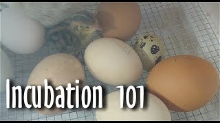 🐣 INCUBATION dOEUFS de poule et de caille  Comment COMMENCER 164 [upl. by Sremmus]