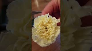 How to Make an Inexpensive Boutonniere with a Carnation Head [upl. by Akihc]