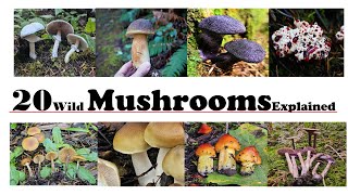 20 Wild Mushrooms Described by a mycologist [upl. by Jeramey]