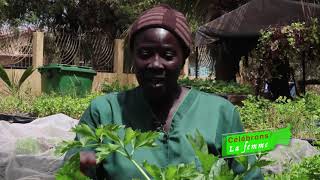 Reportage sur le micro jardinage avec Mme Ouly Seck [upl. by Aymik]