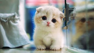 Top 10 MOST CUTEST CAT BREEDS IN THE WORLD [upl. by Jared]