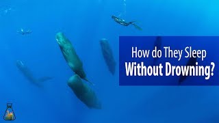 How do Whales and Dolphins Sleep Without Drowning [upl. by Tootsie115]