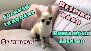 Mi perro se ahoga al respirar Consejos [upl. by Ientirb]