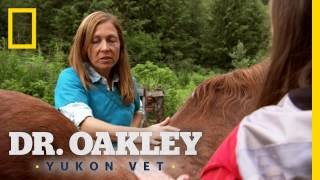 Socks the Swayback Horse  Dr Oakley Yukon Vet [upl. by Leirum]