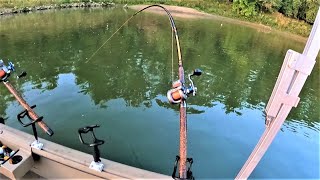 Tips for Catching FLATHEAD CATFISH with CUTBAIT Works anywhere [upl. by Lilias]