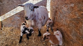 Our Blue Eyed Nigerian Dwarf Goat Had 3 Baby Doelings [upl. by Catina]