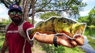 How And Where To Catch PEACOCK BASS In Florida [upl. by Karolina19]