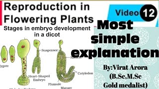 Development of dicot embryowhat is HypocotylEpicotylwhat is suspensorwhat is haustorium [upl. by Homans]