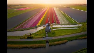 Tulips in The Netherlands 4k [upl. by Olegna451]