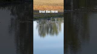 Great Blue Heron birds animals wildlife nature [upl. by Vasileior]