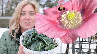 Plant poppies the easy way  my first harvest of 2021 [upl. by Oriole]