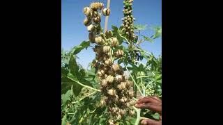 How to use castor seed for natural contraception family planning [upl. by Ydnis]