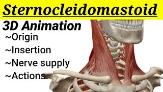 Sternocleidomastoid muscle  3D anatomy  Head and Neck  MedCracker [upl. by Lorinda]