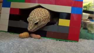 Leopard gecko eating butterworms [upl. by Adrell]