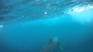 Rare Basking Shark Underwater Video  GoPro  Dana Wharf Whale Watching Dana Point CA [upl. by Eatnahc]