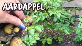 Eigen aardappelen kweken in je tuin dit is de oogst per plant [upl. by Rambort]