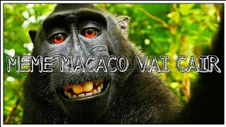 MEME  MACACO VAI CAIR  ORIGINAL [upl. by Aneelad893]