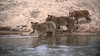 Three lion cubs from MalaMala Game Reserve cross the Sand River while a hungry crocodile lurks [upl. by Towne]