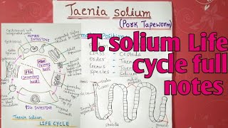 Taenia solium Life cycle  full notes explain in hindi [upl. by Damour]