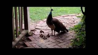 Baby Peacocks Peachicks and mother PeahenHettie Pepper [upl. by Ramu311]