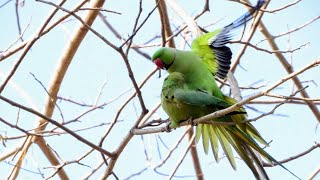 An Engagement of the Green parrots  Mating Parakeets [upl. by Yeznil732]