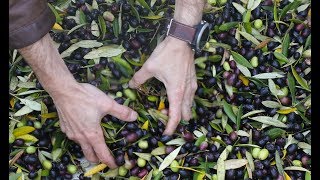 How Extra Virgin Olive Oil is Made  Olive Oil Production Educational Video [upl. by Htebezile]