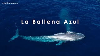 La Ballena Azul  Mini Documental [upl. by Yartnod]