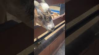 GOAT ASMR asmr relax shorts tingly asmrvideos tingly asmrvideos [upl. by Fritz]