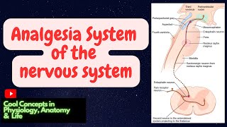 Outpatient TKA  Nerve Blocks and USguided Local Infiltration Analgesia by Anesthesiologists [upl. by Elizabeth]