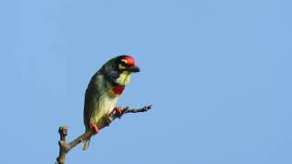 capturing coppersmith barbet calling for its mate [upl. by Ahsiei]