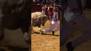 RECORTADORES EN LAS FALLAS DE VALENCIA 2014 torosbravos recortes españa [upl. by Hamirak306]