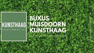 Buxus Muisdoorn kunsthaag van Kunsthaagvoordeelnl [upl. by Launamme]