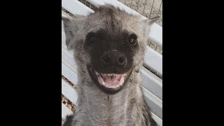 Hyena cub plays fetch [upl. by Kreindler]