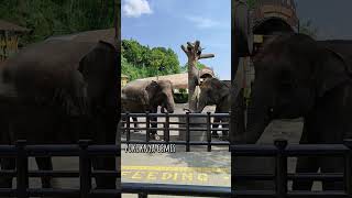 Lembang Park and Zoo [upl. by Tonjes]