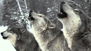 Wolf Pack Howling  SOUND ONLY [upl. by Neimad]