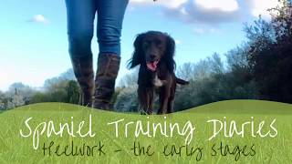 Gundog Training  Heelwork the early stages [upl. by Vince801]