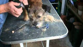 Border Terrier Grooming [upl. by Nodnelg]