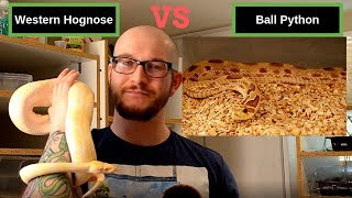 Best Beginner Snake Challenge  Western Hognose Vs Ball Python [upl. by Shyamal38]