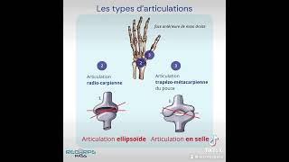 Les articulations  anatomie [upl. by Pena]