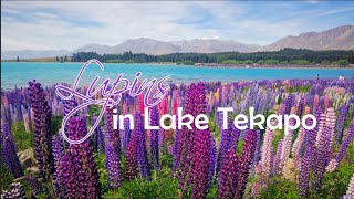 Lupins in Full Bloom in Lake Tekapo ¦ South Island New Zealand [upl. by Hynes]